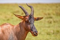 08 Masai Mara