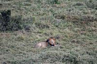 30 Masai Mara