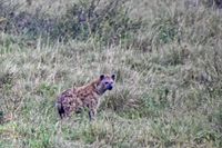 31 Masai Mara