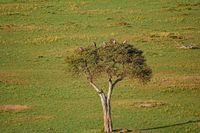 Masai Mara 26
