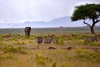 Amboseli 1