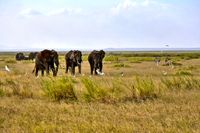 Amboseli 10