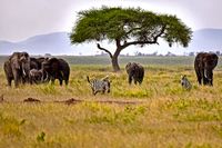 Amboseli 4