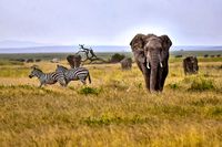 Amboseli 8