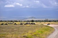 Amboseli 26