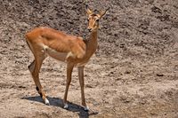 06 Masai Mara