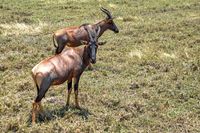 09 Masai Mara