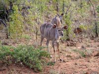 Gro&szlig;kudu, weiblich