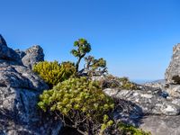 Felsgestein und Vegetation auf dem Tafelberg 2