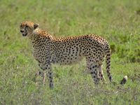 Gepard 2