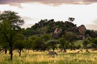 Victoriasee - Serengeti 11