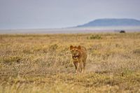 Serengeti 08